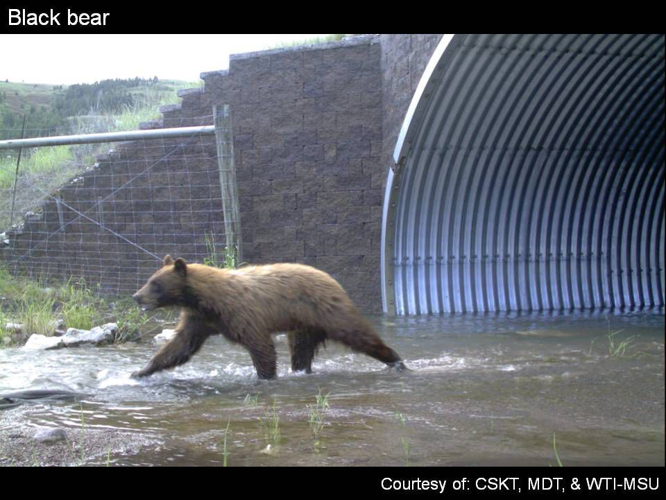 Black bear crossing